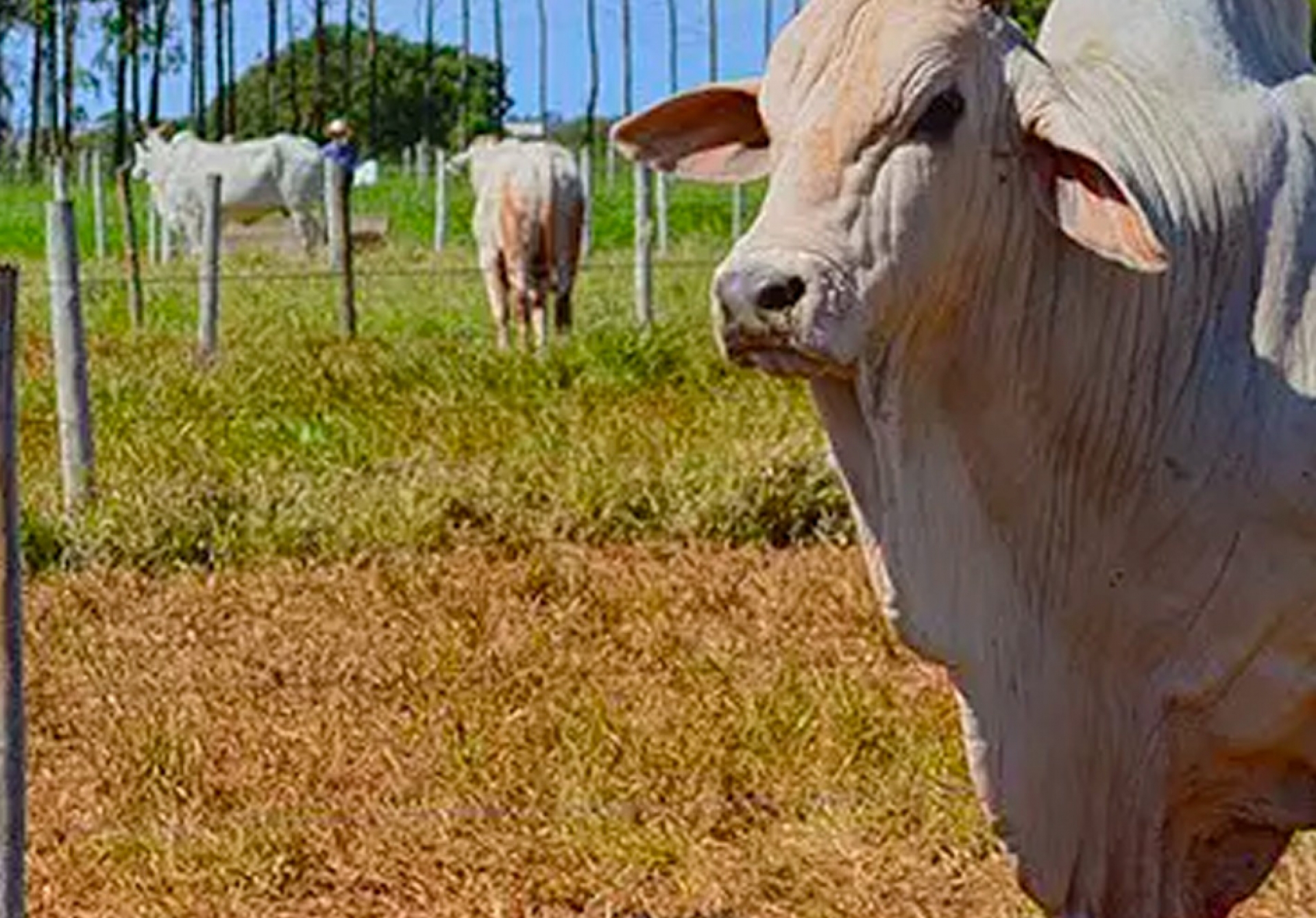 Preço do boi gordo dispara em junho, no físico e futuro